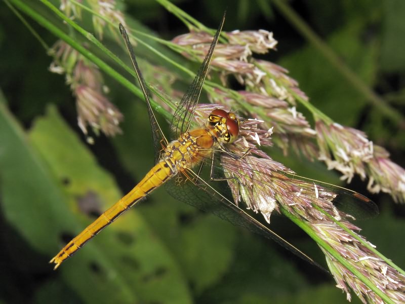 Sympetrum flaveolum (Linnaeus, 1758)